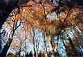 Baumkronen-im-Herbst2
