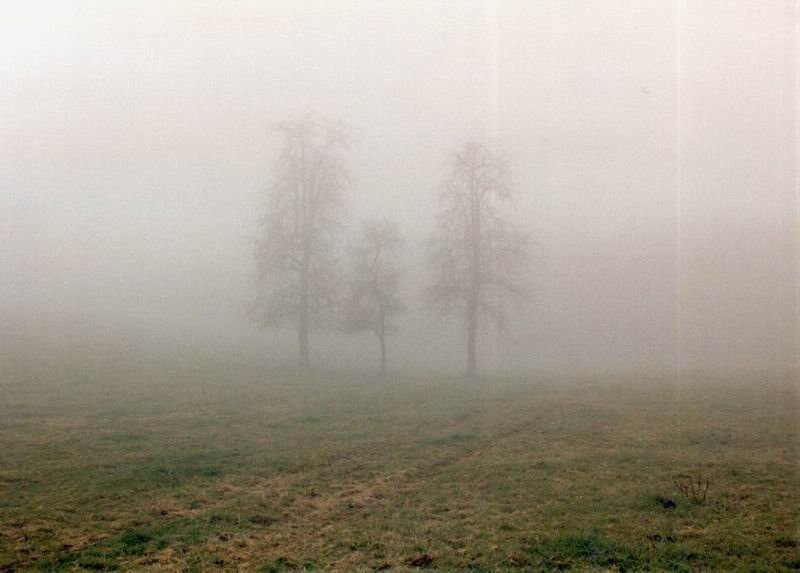 Baeume-im-Nebel2.jpg
