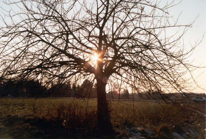 Baum-im-Sonnenuntergang.jpg