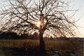 Baum-im-Sonnenuntergang